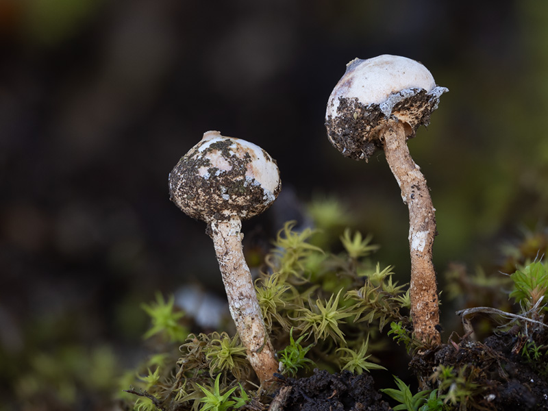 Tulostoma brumale Tulostoma brumale
